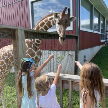 Plumpton Park Zoo - Kids feeding Anabelle, the giraffe. - Zoos Near Me - Rising Sun, Maryland Plumpton Park Zoo - Kids feeding Anabelle, the giraffe. - Zoos Near Me - Rising Sun, Maryland