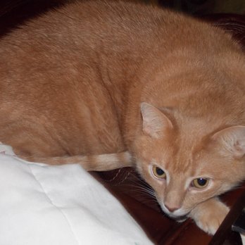 BluePearl Pet Hospital - Veterinarians Near Me - Newark, Delaware