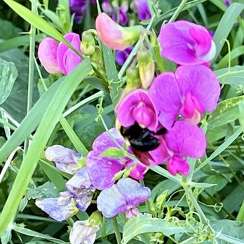 Blue Lake Ranch - Flowers surrounding the back patio - Hotels Near Me - Durango, Colorado Blue Lake Ranch - Flowers surrounding the back patio - Hotels Near Me - Durango, Colorado