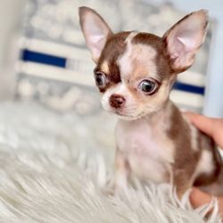 Adorable puppies for sale - Chihuahua puppy looking for loving and caring home