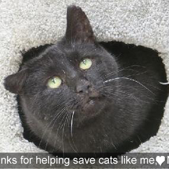 King Street Cats - Animal Shelters Near Me - Alexandria, Virginia