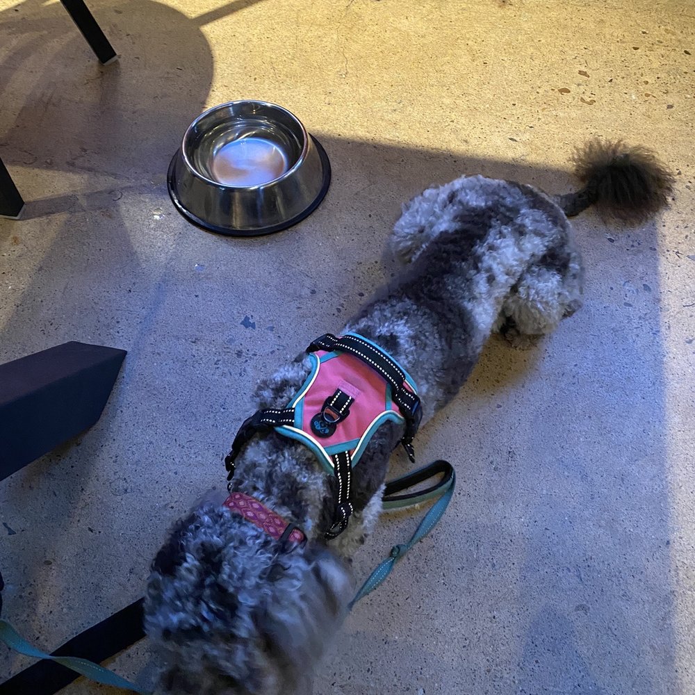 Buskey Cider - Dogs are allowed inside!!! - Wineries Near Me - Richmond, Virginia Buskey Cider - Dogs are allowed inside!!! - Wineries Near Me - Richmond, Virginia