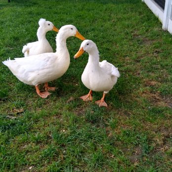 The Farm - Ducks. - Farms Near Me - Sturgeon Bay, Wisconsin The Farm - Ducks. - Farms Near Me - Sturgeon Bay, Wisconsin