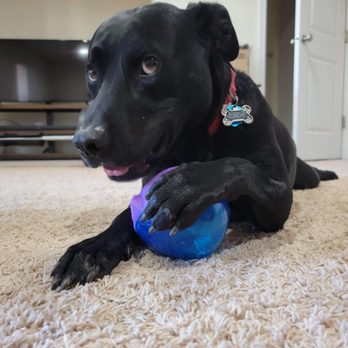 The Pet Nannies - Cade.. - Pet Sitting Near Me The Pet Nannies - Cade.. - Pet Sitting Near Me