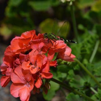Rock City Gardens - Pretty flower with a green dragonfly - Nurseries & Gardening Near Me - Sebastian, Florida Rock City Gardens - Pretty flower with a green dragonfly - Nurseries & Gardening Near Me - Sebastian, Florida