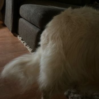 Outlet Mobile Pet Grooming - Pet Groomers Near Me