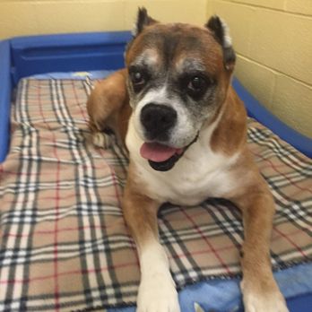 Camp Bark - Old dogs are the best! - Pet Sitting Near Me - Waxhaw, North Carolina