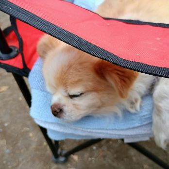 Riverbend Campground - Our little dog had a blast! - Campgrounds Near Me - Olympia, Washington