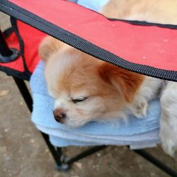 Riverbend Campground - Our little dog had a blast!