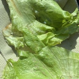 Unwashed sandy lettuce