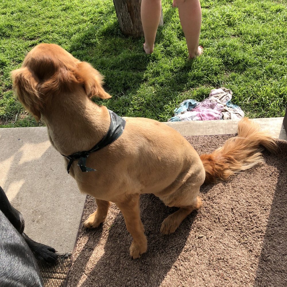 My dogs bowl haircut My dogs bowl haircut