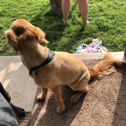 My dogs bowl haircut