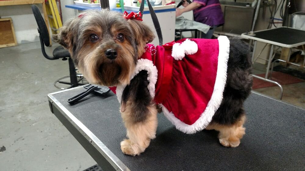 SUPER GROOMER Updated October 2024 18 Photos 194 Milton Rd