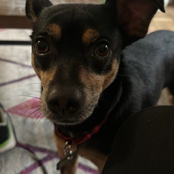 Happy Dogs - Timothy - Pet Boarding Near Me - New York, New York Happy Dogs - Timothy - Pet Boarding Near Me - New York, New York
