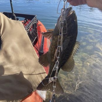 River Island State Park - Husband caught this bass on the river. - Campgrounds Near Me - Parker, Arizona River Island State Park - Husband caught this bass on the river. - Campgrounds Near Me - Parker, Arizona