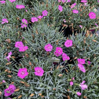 Perennials Plus - Neon star dianthus - Nurseries & Gardening Near Me - Westfield, Indiana Perennials Plus - Neon star dianthus - Nurseries & Gardening Near Me - Westfield, Indiana