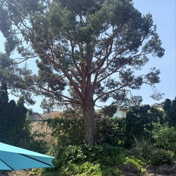 American Tree Trimmers - Tree Services Near Me - Prosser, Washington