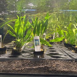 Nova Tropicals - Beautiful live plant display
