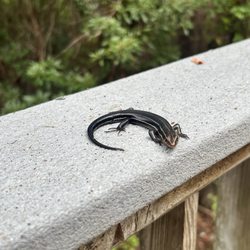 Okefenokee Swamp Park