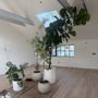 Venice Plants