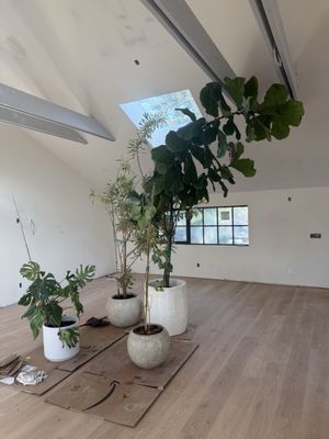 Venice Plants by null