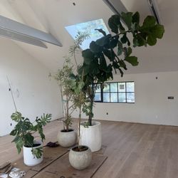 Venice Plants - 6 year old fig tree!