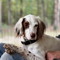 Cindy Lou’s Dos - Well groomed dog