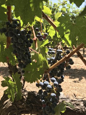 Sullivan Rutherford Estate by null