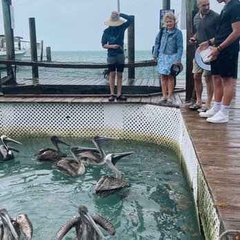 Tarpon Feeding - Local Flavor Near Me - Islamorada, Florida
