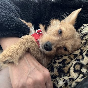 Denver Animal Protection - Veterinarians Near Me - Denver, Colorado Denver Animal Protection - Veterinarians Near Me - Denver, Colorado