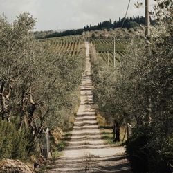 Casa Sola - Chianti Winery