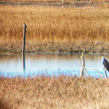 San Elijo Lagoon Ecological Reserve - Osprey and kingfisher! - Parks Near Me - Encinitas, California San Elijo Lagoon Ecological Reserve - Osprey and kingfisher! - Parks Near Me - Encinitas, California