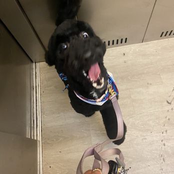 The Rich Groomer - Happy puppy - Pet Groomers Near Me - Sacramento, California