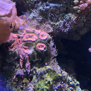 Moreno Aquatics - Coral dying - Aquarium Services Near Me