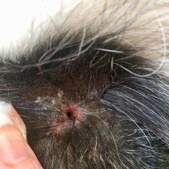 Tiny N Tall Rescue - Canine puncture on the top of the head. Tiny N Tall did nothing to make it right- just blamed us. - Pet Adoption Near Me Tiny N Tall Rescue - Canine puncture on the top of the head. Tiny N Tall did nothing to make it right- just blamed us. - Pet Adoption Near Me
