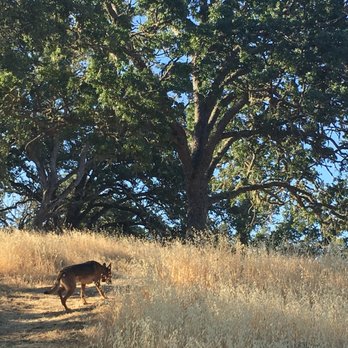 Sagrada Wellness - Griz taking me for a walk - Yoga Near Me - Santa Margarita, California Sagrada Wellness - Griz taking me for a walk - Yoga Near Me - Santa Margarita, California