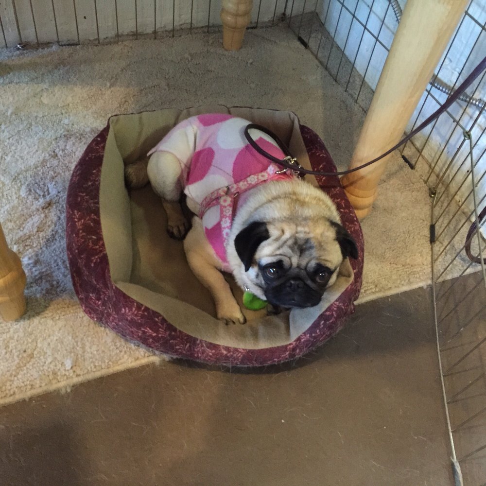Ariel's Attic - The namesake, Ariel. So sweet. - Home & Garden Near Me - Julian, California