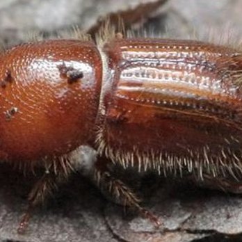 Angels Pest Control - Bark Beetle Prevention with one season long lasting application. Best Spray Rig in the Sierras!!! - Pest Control Near Me Angels Pest Control - Bark Beetle Prevention with one season long lasting application. Best Spray Rig in the Sierras!!! - Pest Control Near Me
