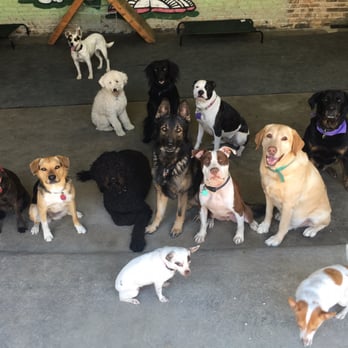 Fido's K9 - Pet Sitting Near Me - Chicago, Illinois