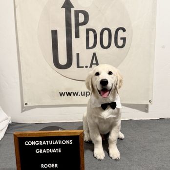 Up Dog LA - Pet Training Near Me Up Dog LA - Pet Training Near Me