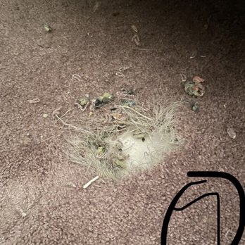 Carpet Monkey - Before - She got to the bottom and you feel the cement. - Carpet Cleaning Near Me