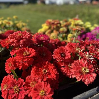 Cold Frame Farm - Farmers Market Near Me - Bruce Township, Michigan