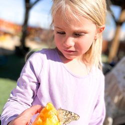 Tinker Village - spring time with butterflies