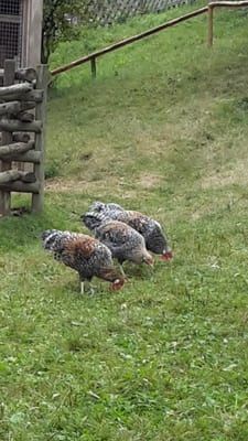 Black Forest Open Air Museum by null