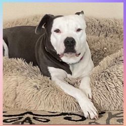 Lucky’s Dog House Daycare & Boarding