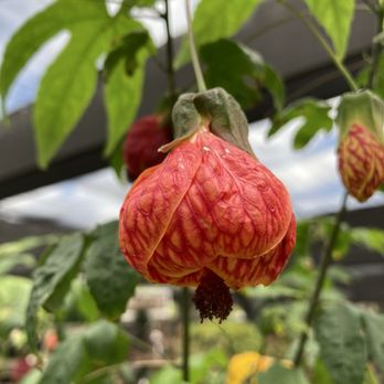 Roger's Gardens - Lantern - Nurseries & Gardening Near Me - Corona Del Mar, California