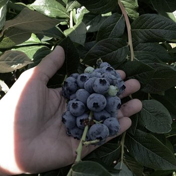 Blueberry Meadows - a hand holding a bunch of blueberries - Fruits & Veggies Near Me - Corvallis, Oregon
