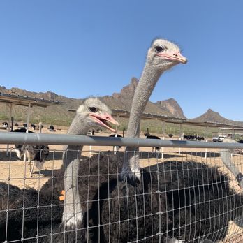 Rooster Cogburn Ostrich Ranch - Ostriches. These guys are fiesty! - Petting Zoos Near Me - Picacho, Arizona