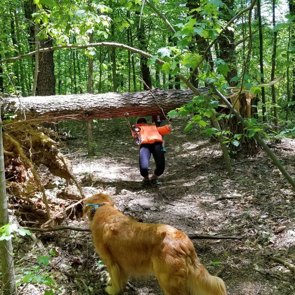 Bald Eagle Trail - Limbo! How low can you go? - Hiking Near Me - Summerfield, North Carolina Bald Eagle Trail - Limbo! How low can you go? - Hiking Near Me - Summerfield, North Carolina