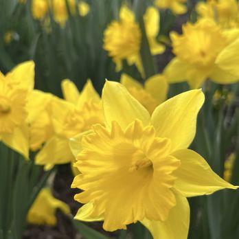 Hubbard Park - Daffodils! - Hiking Near Me - Meriden, Connecticut